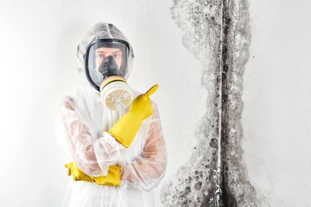 Best Water Damage & Mold Remediation in USA